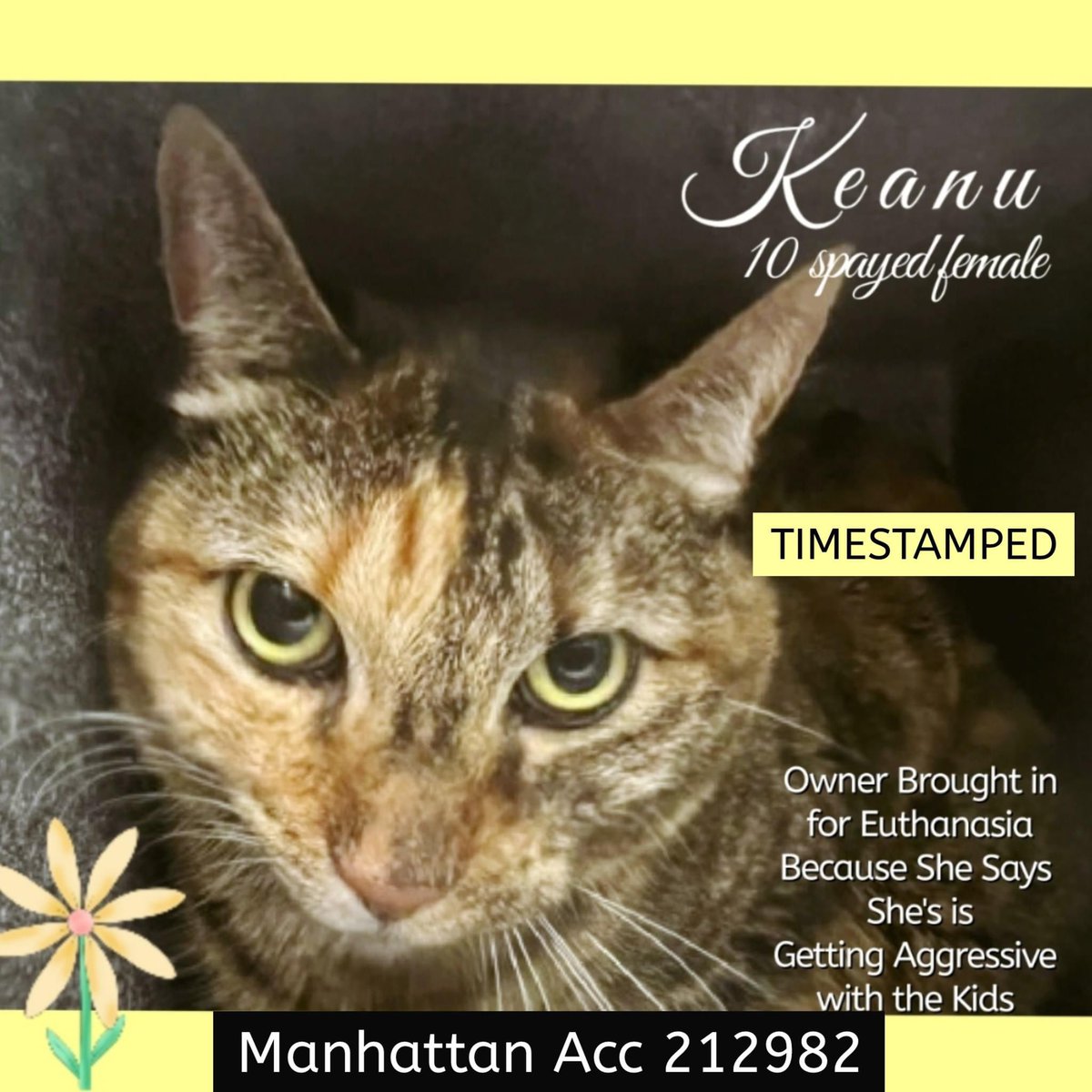 Nik & Marley Cat tweet media