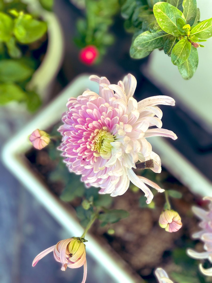 gsushma55's tweet image. -GoodMorning December! 

#Sush_Click! :)!🩷