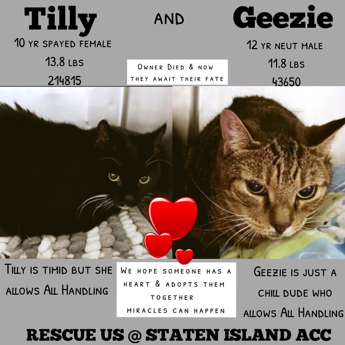 Nik & Marley Cat tweet media