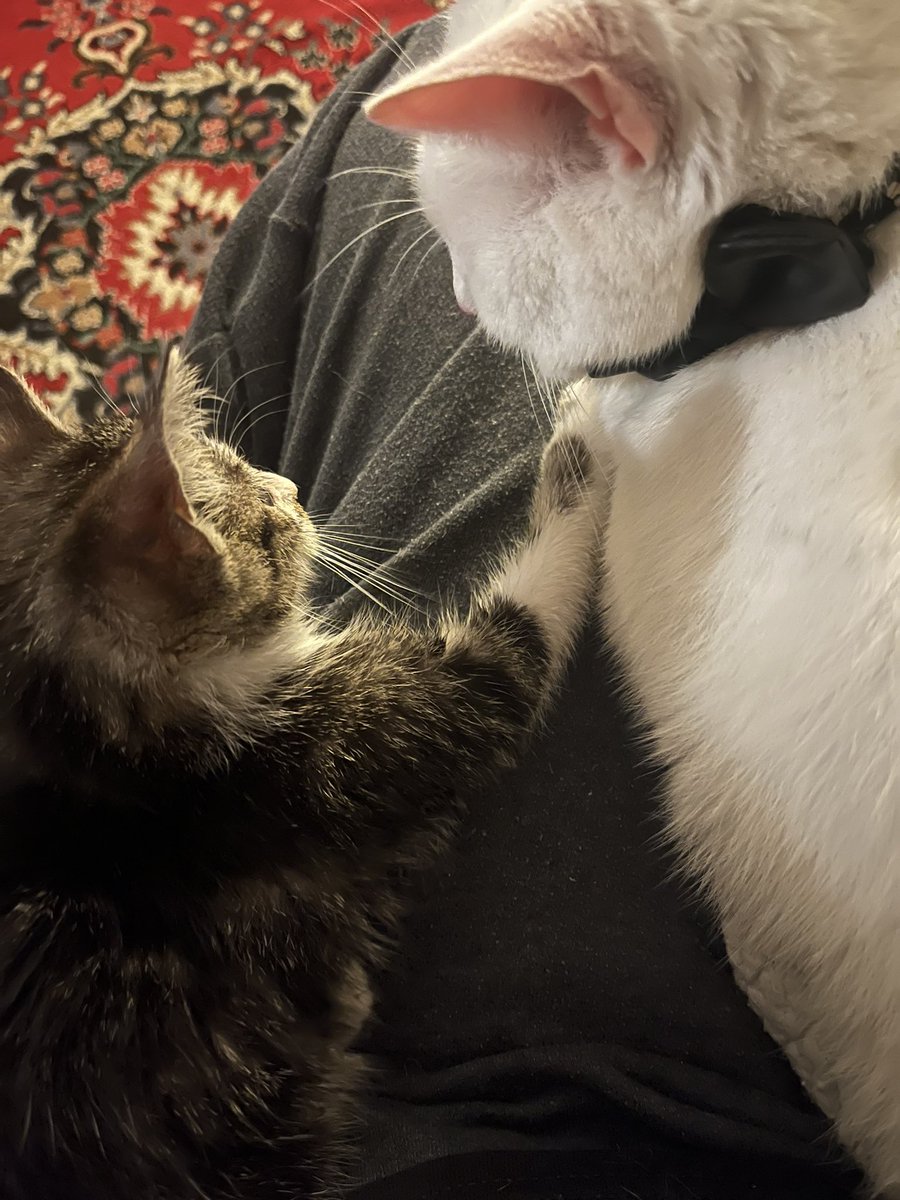 Paul Blart tweet media