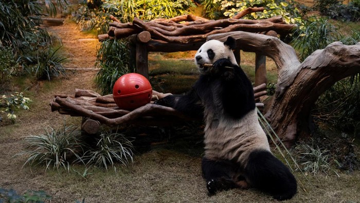 detikTravel's tweet photo. #FOTO detikers pecinta panda wajib banget kesini!๐ผโจ
Ocean Park Hong Kong lagi viral karena sepasang panda raksasanya tampil perdana disini!๐๐ฒ
Tertarik untuk datang ke sini, gak?๐ค
>>https://t.co/1UbFh0j41Y
Foto: REUTERS/Tyrone Siu
#detiktravel #exploreHongkong #panda https://t.co/ZTg6g7KC8c