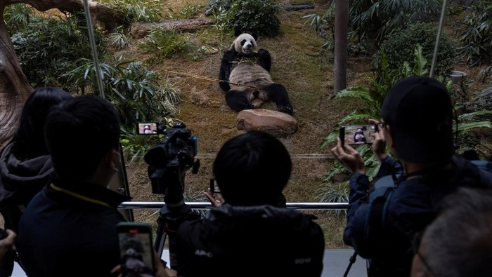 detikTravel's tweet photo. #FOTO detikers pecinta panda wajib banget kesini!๐ผโจ
Ocean Park Hong Kong lagi viral karena sepasang panda raksasanya tampil perdana disini!๐๐ฒ
Tertarik untuk datang ke sini, gak?๐ค
>>https://t.co/1UbFh0j41Y
Foto: REUTERS/Tyrone Siu
#detiktravel #exploreHongkong #panda https://t.co/ZTg6g7KC8c