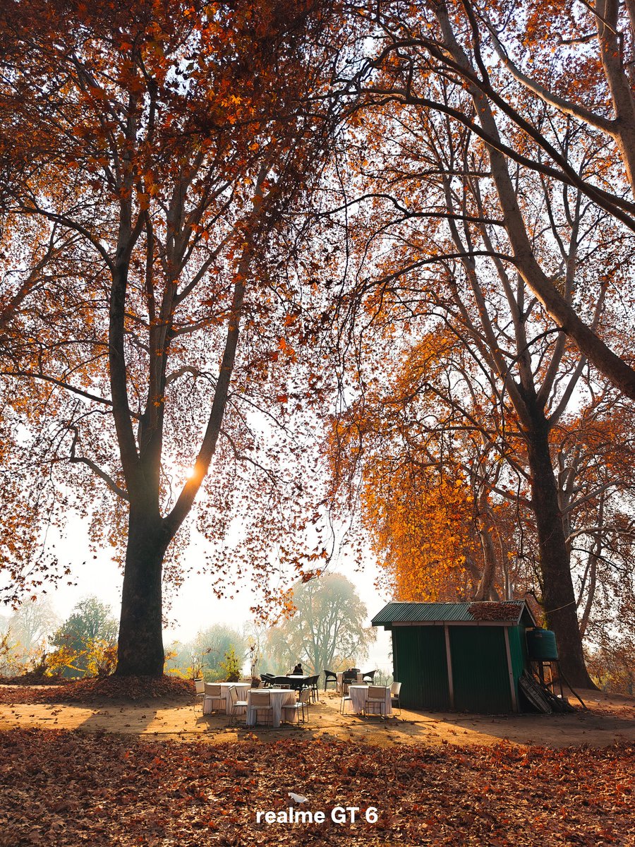 anaam_farooq's tweet photo. Autumn in Kashmir 🍂🍁
#shotonrealme #realmegt6 #realme #photography #autumfalls
@ChaseXu_ @realmeIndia @realmeglobal https://t.co/wfA9nIV2Ks