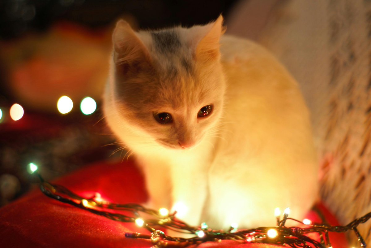 RAAKLEDLIGHT's tweet photo. 🎄✨ Make your Christmas shine with https://t.co/cnnPvIinYP! ✨🎄
From glowing string lights to festive decor, our LED lighting sets the perfect holiday mood.
🎁 Deck the halls with brilliance—shop now!
#ChristmasLighting #RAAKLEDLighting #HolidayLights #FestiveDecor https://t.co/KK9ztVjSj2