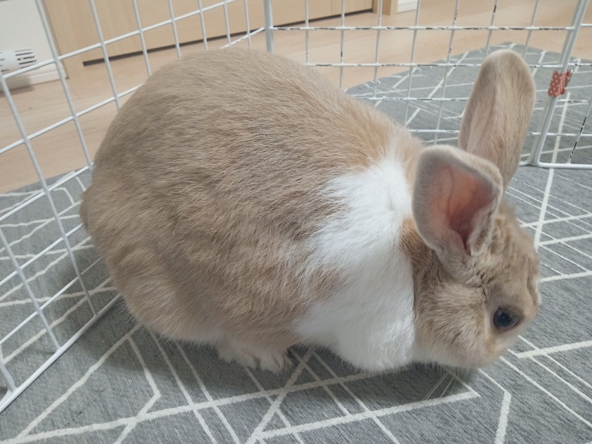 QbHQiZj29UiWuho's tweet image. 宇佐儀です。ここ３か月ぐらい、ＵＳＢケーブルから挑戦状が届かないので、不戦勝のチャンピオン気分になってます。#宇佐儀 #うさぎ #もさじ #もふもふ #もさ毛 #４歳 #ここ３か月 #ぐらい #ＵＳＢケーブル #挑戦状 #届かない #不戦勝 #チャンピオン #気分