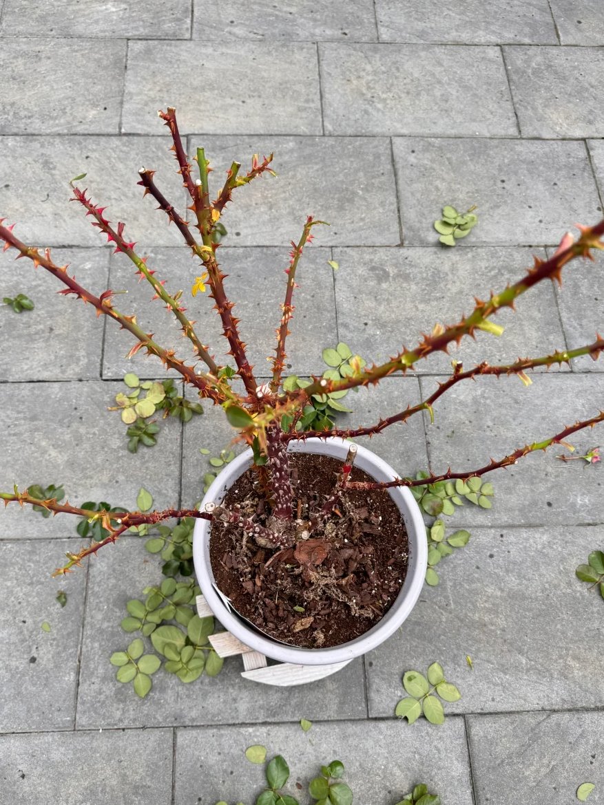 花園が冬になったらどうしますか