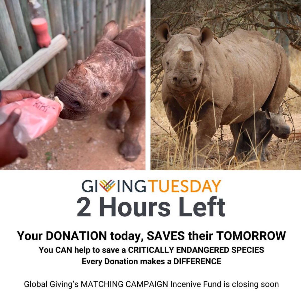 World Animal News (@worldanimalnews) on Twitter photo 🚨Only 2 HOURS LEFT to DONATE to <a href="/CareforWild/">Care For Wild Rhino Sanctuary</a> & have your contribution matched! 💛🦏
Your donation today could be the key to securing the future of an entire species. @careforwild has successfully rescued over 120 orphaned & injured rhinos!
DONATE TODAY! globalgiving.org/projects/givin… 🚨Only 2 HOURS LEFT to DONATE to <a href="/CareforWild/">Care For Wild Rhino Sanctuary</a> & have your contribution matched! 💛🦏
Your donation today could be the key to securing the future of an entire species. @careforwild has successfully rescued over 120 orphaned & injured rhinos!
DONATE TODAY! globalgiving.org/projects/givin…