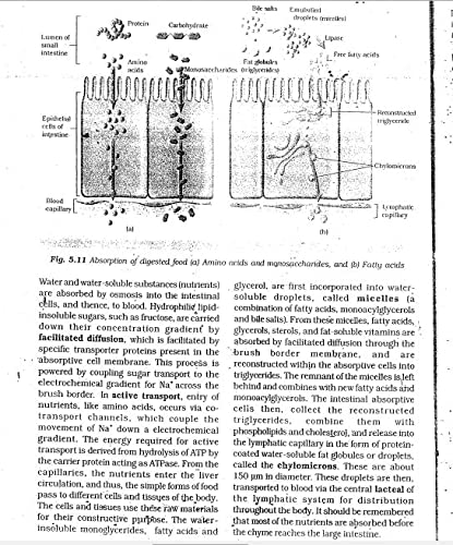 educomiq's tweet image. "Boost your #IASMains prep with #OldNCERT #BiologyNotes for Class 11 &amp;amp; 12 in English! 📚 Clear concepts, precise content for 2024-25 exams. 
🔗 More info: amzn.to/3VoWLVn 
amzn.to/3ZnAgkX"