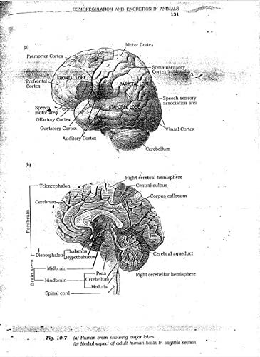 educomiq's tweet image. "Boost your #IASMains prep with #OldNCERT #BiologyNotes for Class 11 &amp;amp; 12 in English! 📚 Clear concepts, precise content for 2024-25 exams. 
🔗 More info: amzn.to/3VoWLVn 
amzn.to/3ZnAgkX"