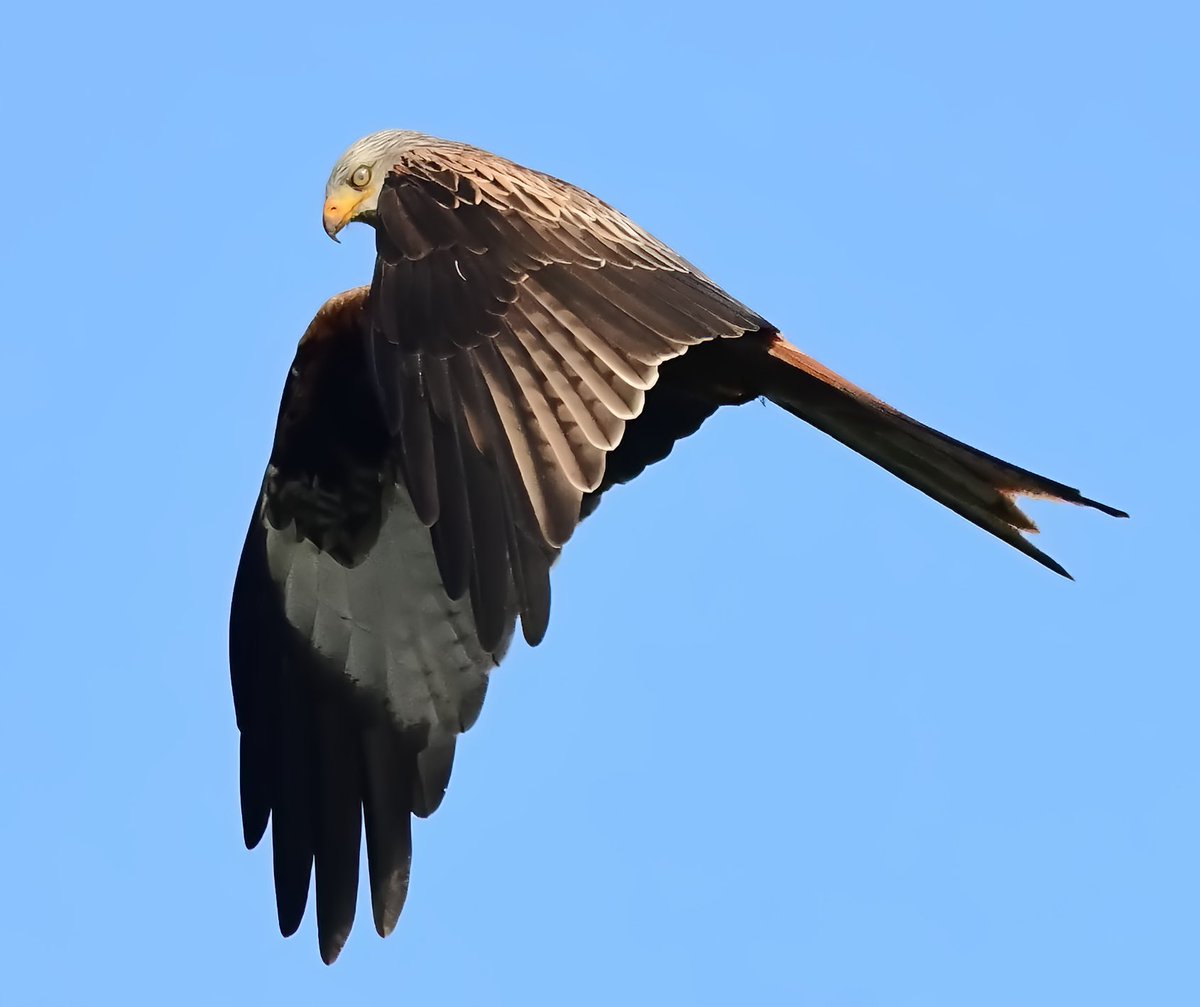 Red kite 
Northern Ireland