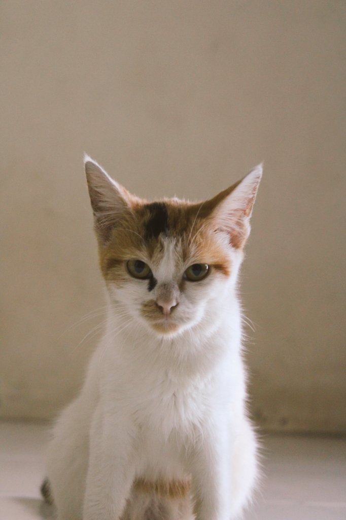 Oups_Meong04's tweet photo. POV:Ketika lagi ngeliatin Orang Baru🙀😾
#Kucingreceh
#meong
#humor
#Puspus https://t.co/xOQbIRfdMz