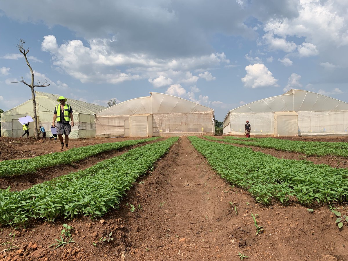 MugishaElie_'s tweet photo. Would you prefer do indoor farming (in greenhouse) or out door farming in the open field? 

Reply with your reason in comment! 

#HydroponicFodder #GreenFodder #UNDPImpacts #TuriAgirite https://t.co/EFeK8ndMti