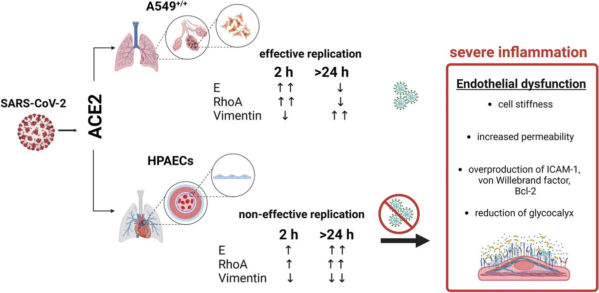 A new study shows that SARS-CoV-2 infection causes vascular dysfunction due to the modification of endothelial cell elasticity.  
The results for the first time show that SARS-CoV-2 infection directly changes endothelial elasticity and causes endothelial dysfunction. 1/