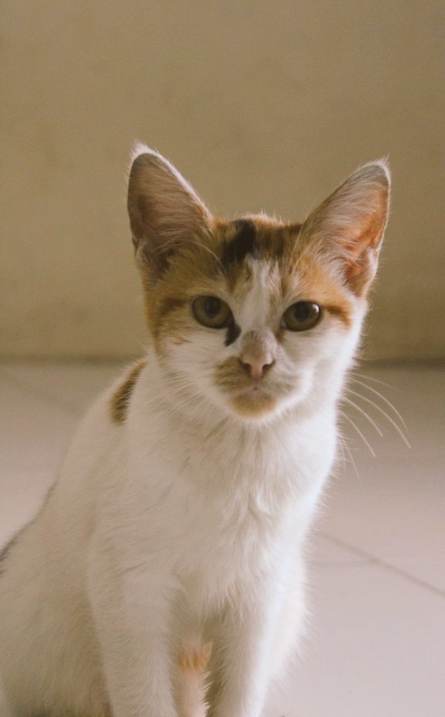 Oups_Meong04's tweet photo. POV:Ketika lagi ngeliatin Orang Baru🙀😾
#Kucingreceh
#meong
#humor
#Puspus https://t.co/xOQbIRfdMz