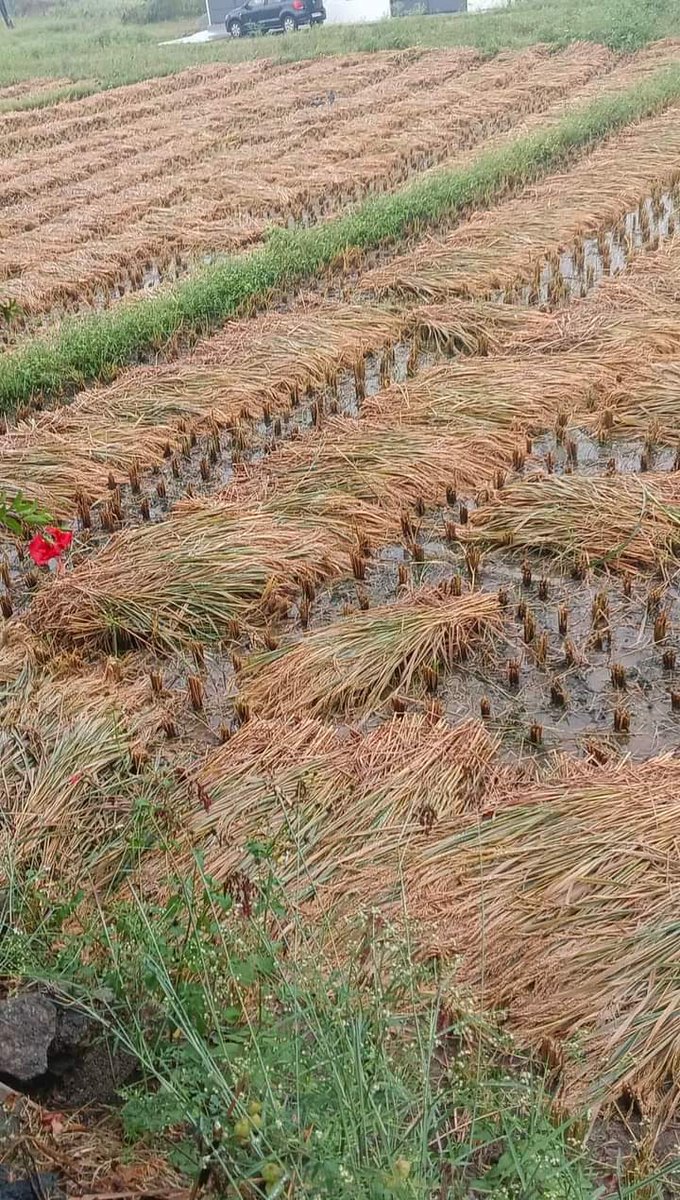 Rice growers on the decline in Kodagu. 

Meanwhile, weather… 

#CycloneFengal