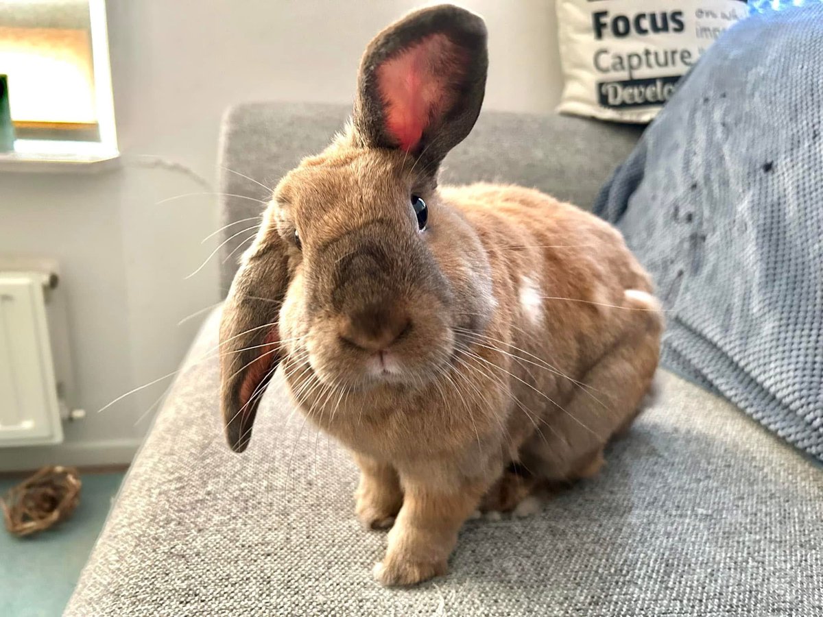LvAPictures's tweet photo. Vandaag 3 jaar samen met dit allerliefste draakje, m’n moppie, m’n allerliefste Chuck 🐰❤️🥳
Van een klein wollig bolletje tot een grote dame! 🥰
Op het juiste moment op mijn pad gekomen!
I ❤️ you to the moon and back 😍 #Chuck #nijn #loveher 🐰 https://t.co/L3aSWbCbaJ