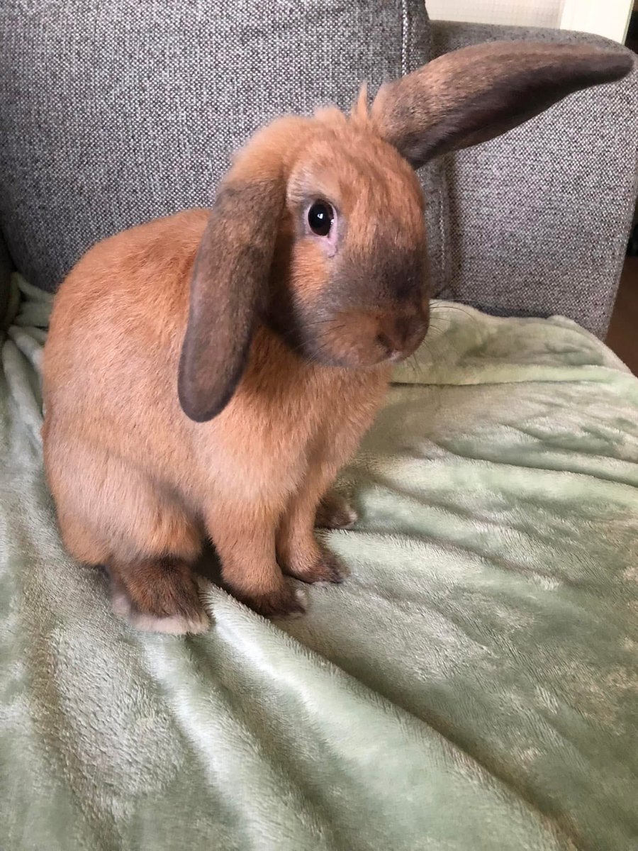 LvAPictures's tweet photo. Vandaag 3 jaar samen met dit allerliefste draakje, m’n moppie, m’n allerliefste Chuck 🐰❤️🥳
Van een klein wollig bolletje tot een grote dame! 🥰
Op het juiste moment op mijn pad gekomen!
I ❤️ you to the moon and back 😍 #Chuck #nijn #loveher 🐰 https://t.co/L3aSWbCbaJ