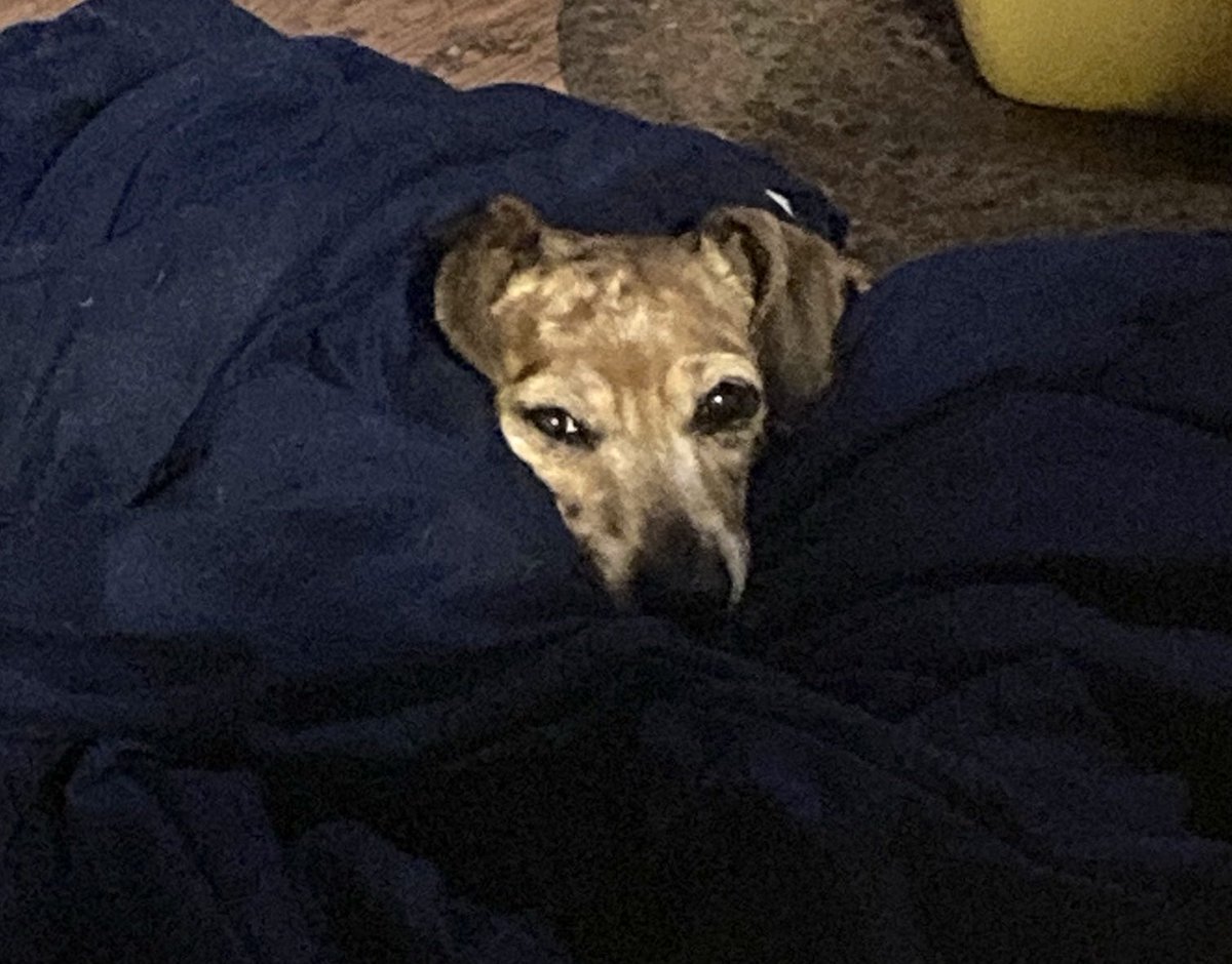Mamadog into her 3rd week of snugging in an extra comforter in protest to Winter weather. It’s amazing how she builds her den.