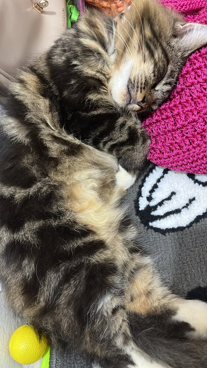 kucingkerenn_'s tweet photo. lucuu bgt c https://t.co/yEZtkWKxL9