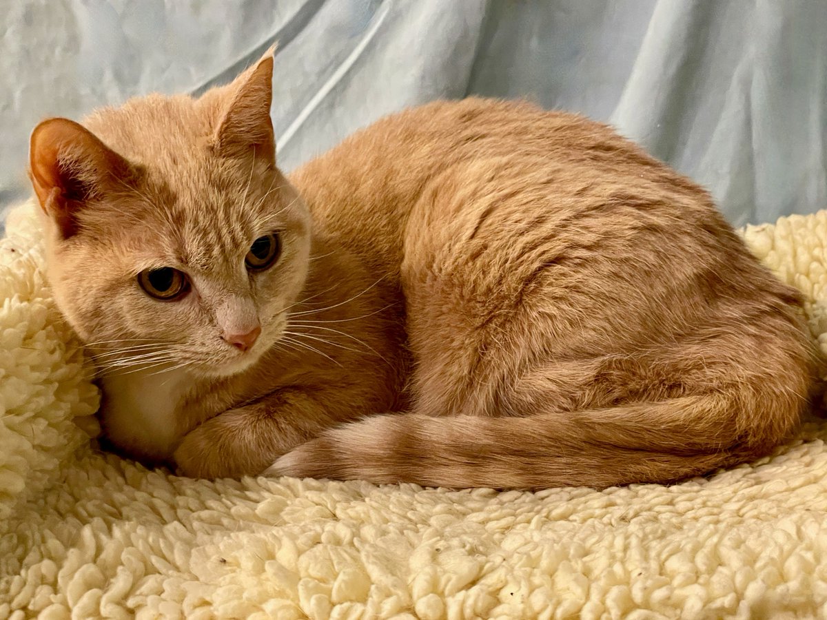 Donna is back with us. This 13yo kitty has a trauma history &amp; needs a quiet home without small children or other animals. She's affectionate &amp; chatty, but can quickly get upset &amp; bite. We believe there's a loving home out there for her! Please RT to help find it! #cats #pets #va