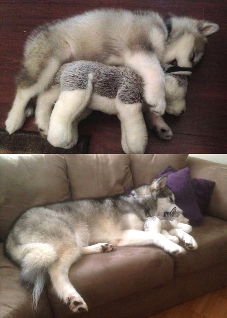 💖 (@twaniimals) on Twitter photo 