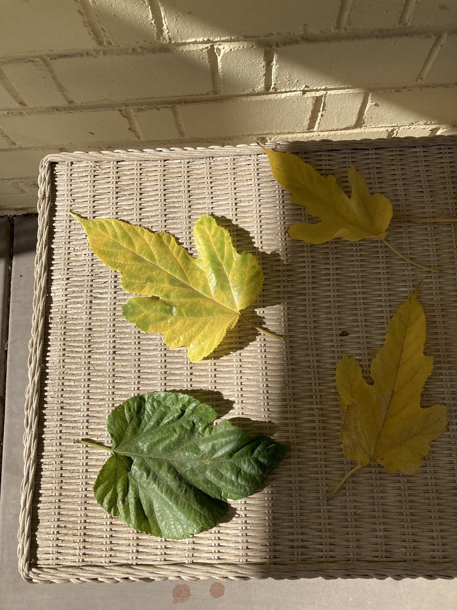 Today a student said my class was a ~haven for in-depth emotional and analytical conversations~. I had a pizza party for my editors. I picked these big leaves. The semester is (finally) almost over (thank god).