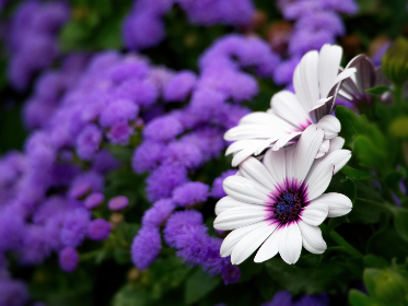 Prediction platform Kalshi reported in a Dec. 3 X post that Atkins’ odds surged to 93%, suggesting that Trump could nominate the former SEC commissioner after his scheduled inauguration in January.