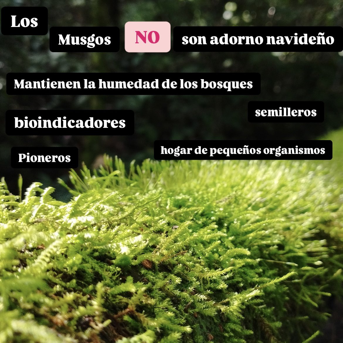 Es un buen momento para recordar que aún las plantas más pequeñas son importantes para los ecosistemas 🌿