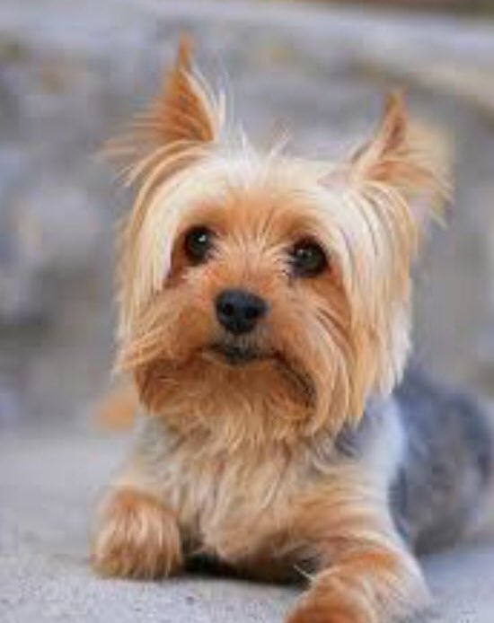 Lord Gayton McKenzie 

During campaign                           In GNU