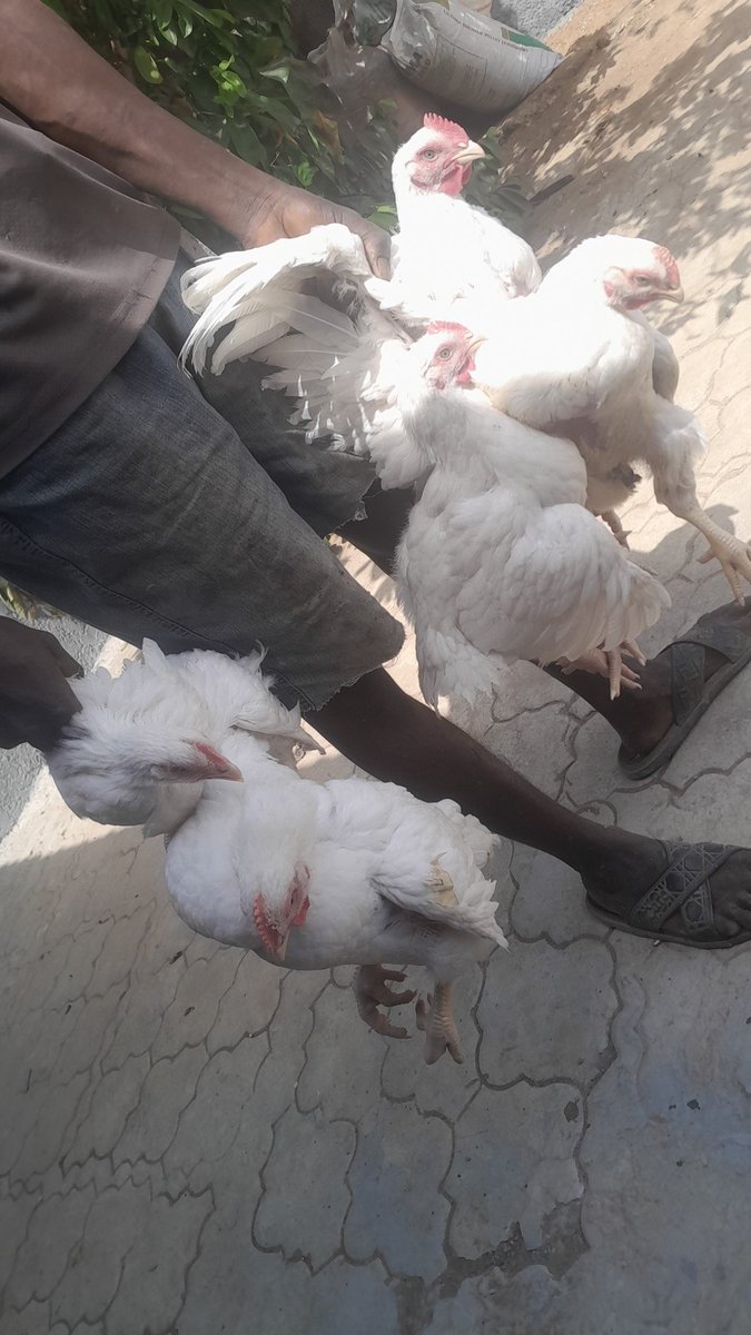 FhamtNg's tweet photo. Good morning, our Fhamtjewels. 

Our healthy birds are expecting your patronage today.

We presently have whole chickens within the range of 10k to 12k.

Whatsapp 09065968103 to place your order. https://t.co/sIcU4WzyxB