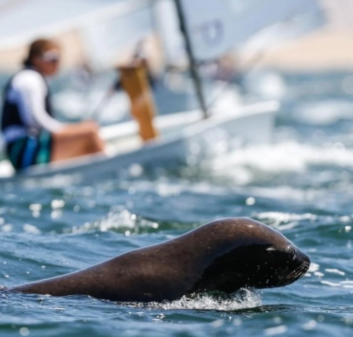 EugenioCingolan's tweet photo. More great shots from @matiascapizzano 📷 ➡️ Capturing the best under 15 kids from all over the world training for #IODA #Optimist #Sailing #Class #Worlds #OptiWorlds #sailoptimist @worldsailing @mardelplata 🇦🇷 #Fitness #poweredbywind #zeroemission #freedom #ocean #saveouroceans https://t.co/EGhDjw4mbM