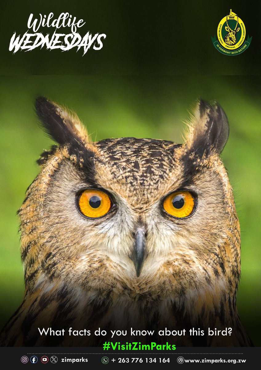 Zimparks tweet media