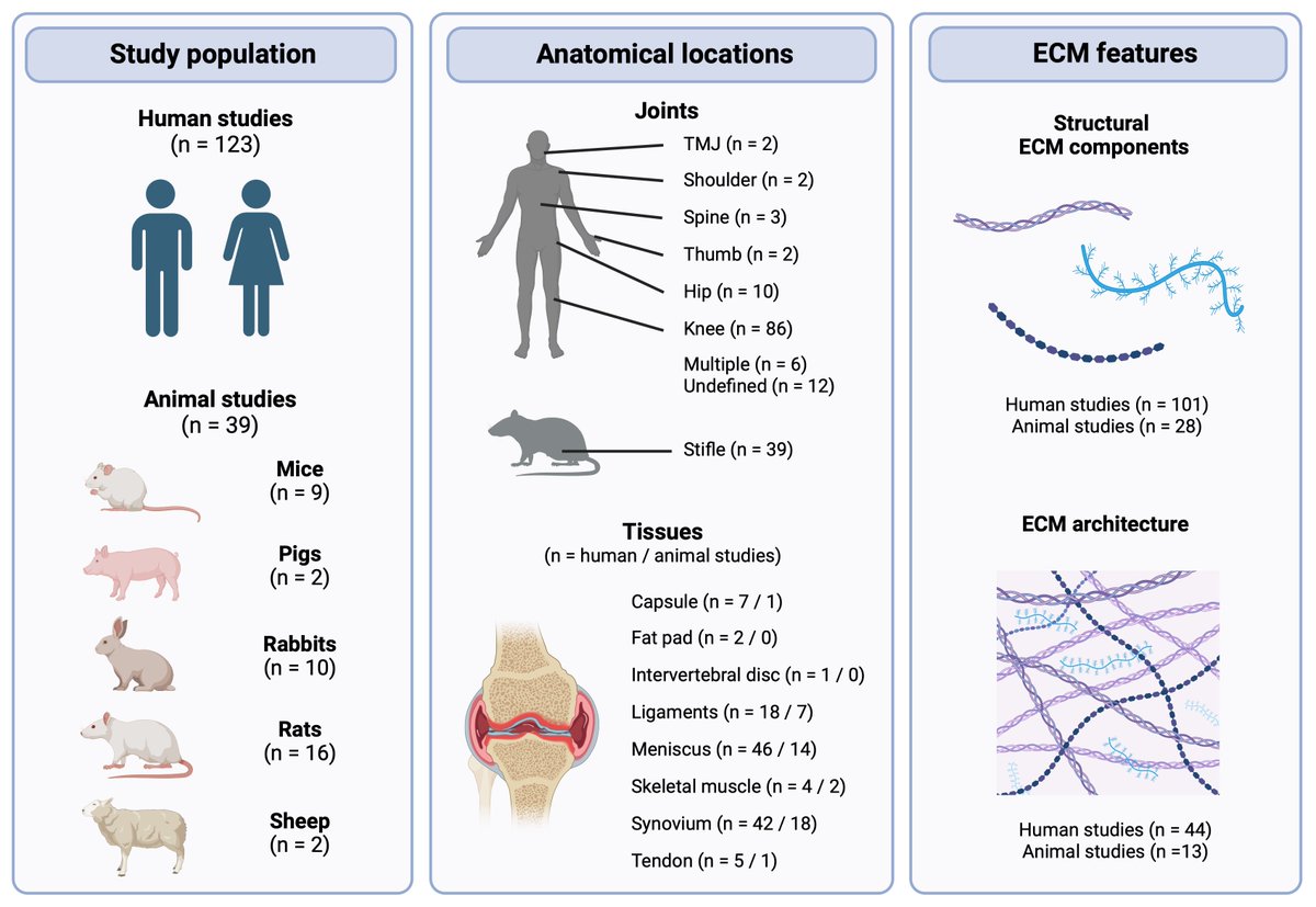 Bone & Joint Research (@bonejointres) on Twitter photo This systematic review consolidates existing knowledge of a poorly defined aspect of osteoarthritis pathophysiology: ECM dysregulation
#BJR #ECM #Orthopedics
<a href="/Sarah_JB_S/">Sarah Snelling</a> @JoletMimpenFollow
ow.ly/kSoE50UjJO8 This systematic review consolidates existing knowledge of a poorly defined aspect of osteoarthritis pathophysiology: ECM dysregulation
#BJR #ECM #Orthopedics
<a href="/Sarah_JB_S/">Sarah Snelling</a> @JoletMimpenFollow
ow.ly/kSoE50UjJO8