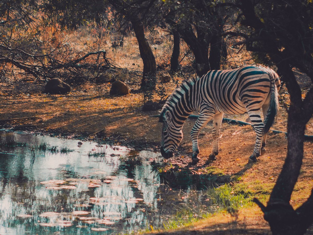 NomadsNature's tweet photo. Segaia Bush Retreat 2018: Photo Highlights - Part 3

Zebras, with their striking black and white stripes, are not just a marvel of nature but also fascinating creatures with unique habits. In the wild, staying hydrated is crucial for their survival. https://t.co/9FsfLtV1bK
