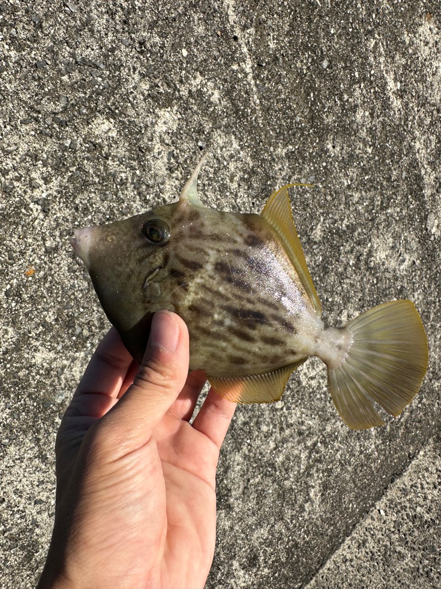 bass_Up6's tweet photo. 小さいけどカワハギ！
#カワハギ #カワハギ釣り #釣り https://t.co/Zn5DcCQJFd