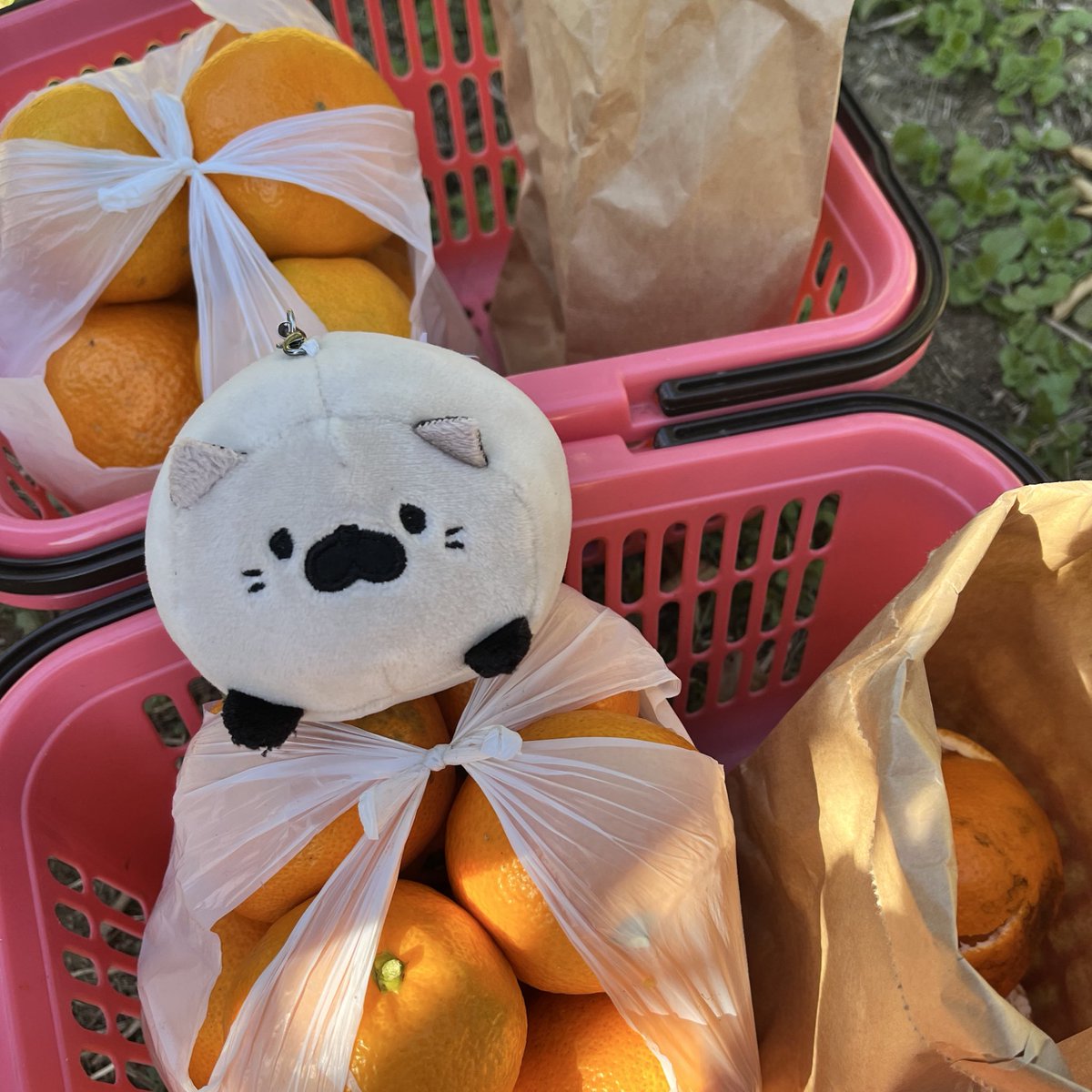 taro_goro56's tweet photo. みかん狩り🍊いっぱい採れたよ〜🍊
#ぬいどり 
#ごろねこサミット https://t.co/vvUC1EKWu3