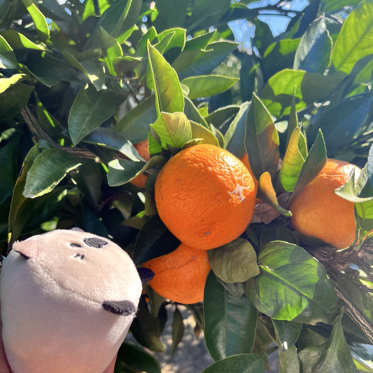 taro_goro56's tweet photo. みかん狩り🍊いっぱい採れたよ〜🍊
#ぬいどり 
#ごろねこサミット https://t.co/vvUC1EKWu3