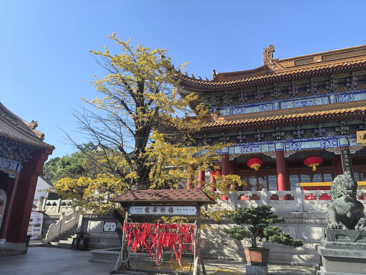 wangdouzhenkea1's tweet photo. 龙华寺
百年银杏树特别有皇家寺庙的氛围 https://t.co/2XDYqeDP3M