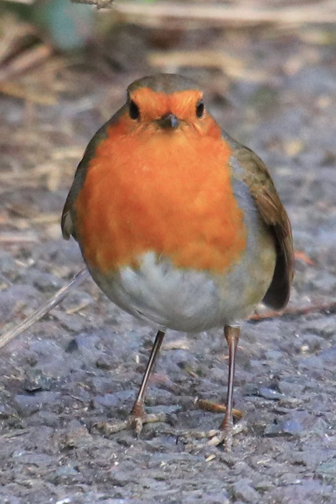 What beautiful creatures these are! Gave me the 👀 on a walk round Eynsford/Farningham this morning. And yes it did happen to be ‘brilliant’ for all you fellow football sufferers