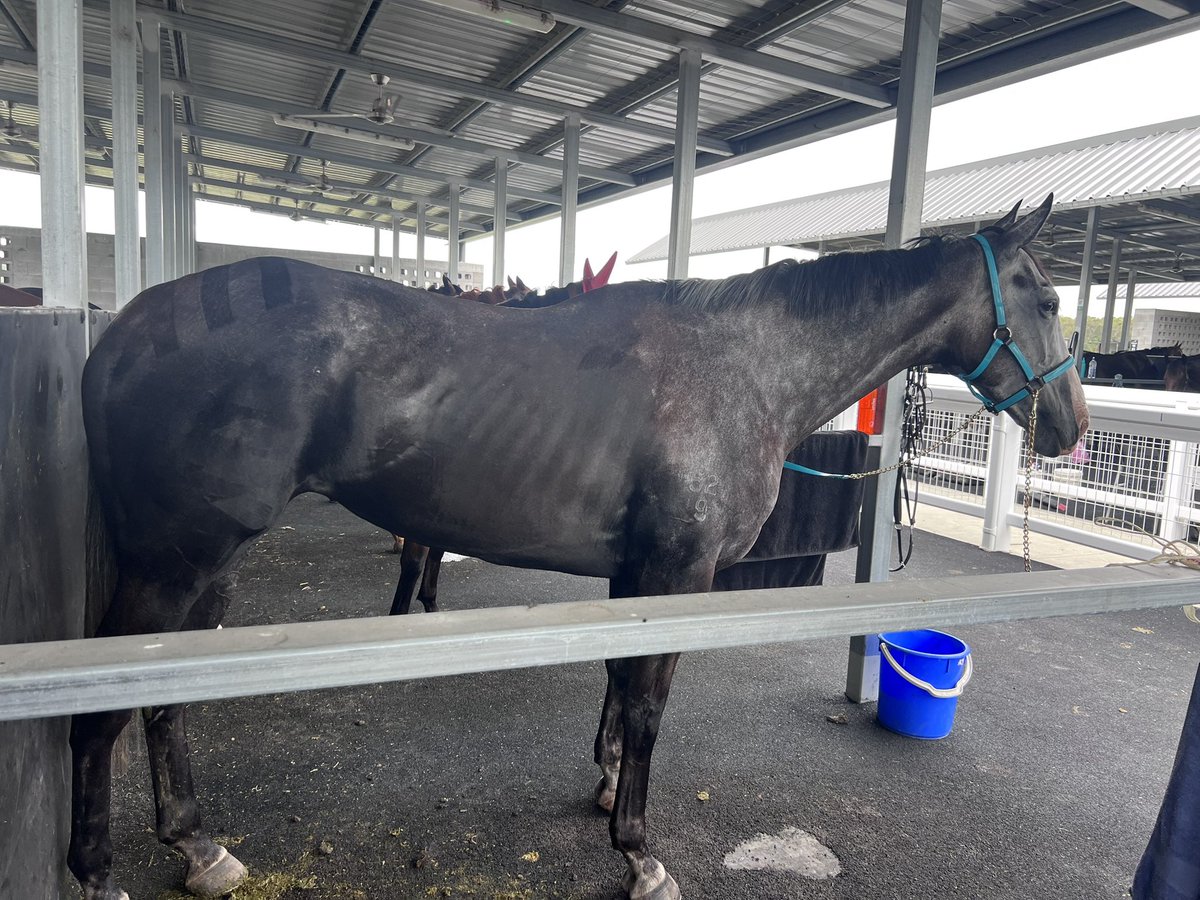Ticked off the old Bucket List! First start as a thoroughbred trainer! No joy, but happy as with our girl Abi! 🩷