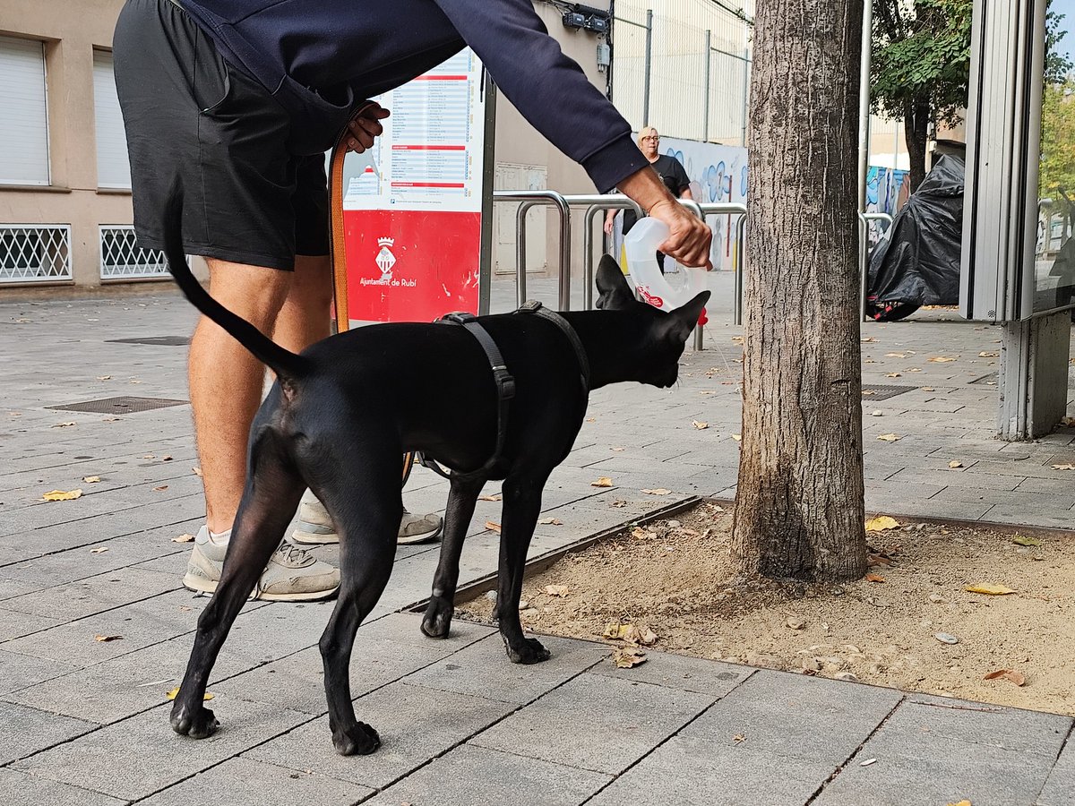 💧 L’Ajuntament ha regalat més 500 ampolles reutilitzables per esbandir els orins dels gossos

🐕‍🦺L’acció ha permès fer pedagogia per evitar molèsties de soroll i olors i ha detectat 40 animals que no portaven el microxip

➡️ ow.ly/68P650UkFh8

#rubicity