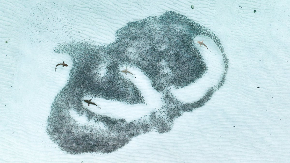RSocPublishing's tweet photo. We’re excited to announce the winning entries of the #RSPPhotoComp 2024! Follow along as we reveal the beautiful winning images of each category. Starting with #Behaviour and overall winner, “The Hunt from Above” by Angela Albi, with the help of drone pilot, August Paula. https://t.co/j5SsGgogDx