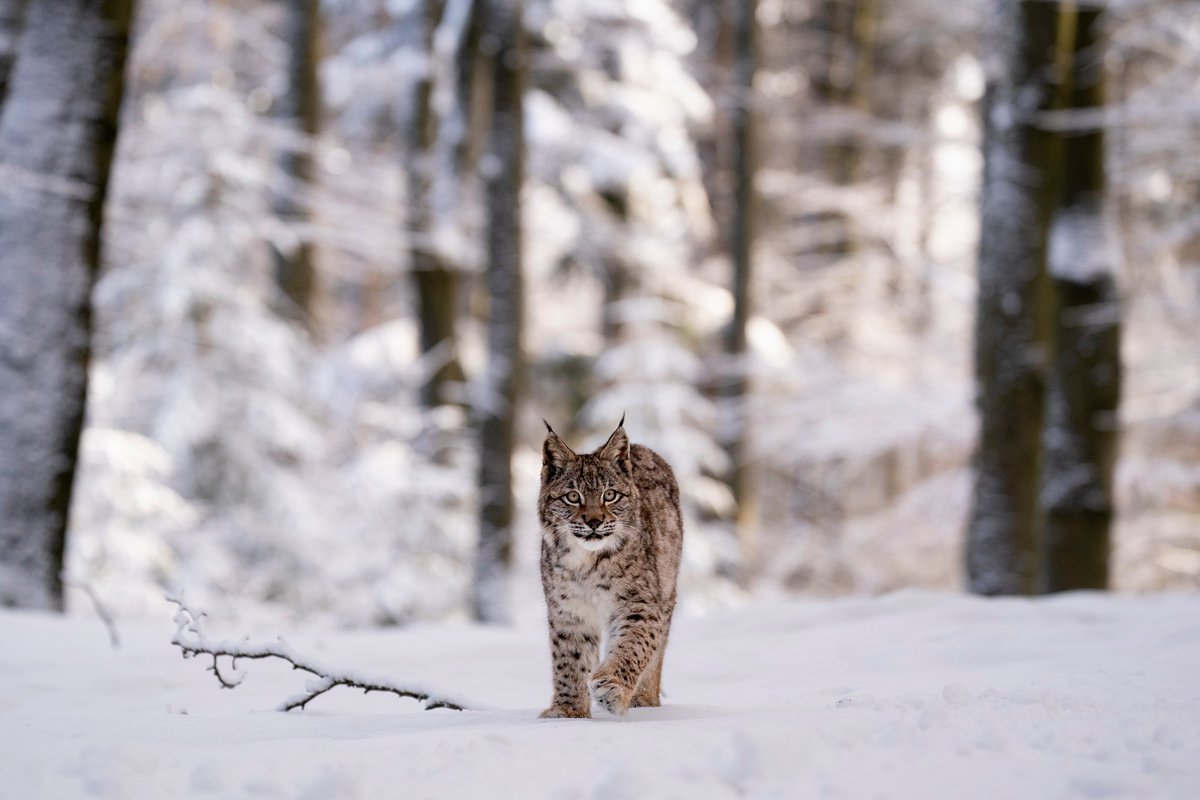 5 recommandations pour protéger le #lynx en France 🔴🐾
De retour sur notre territoire depuis les années 1970, la présence du lynx boréal reste discrète et étudier la viabilité de ses populations est nécessaire pour éviter sa disparition... 👉mnhn.fr/fr/actualites/…