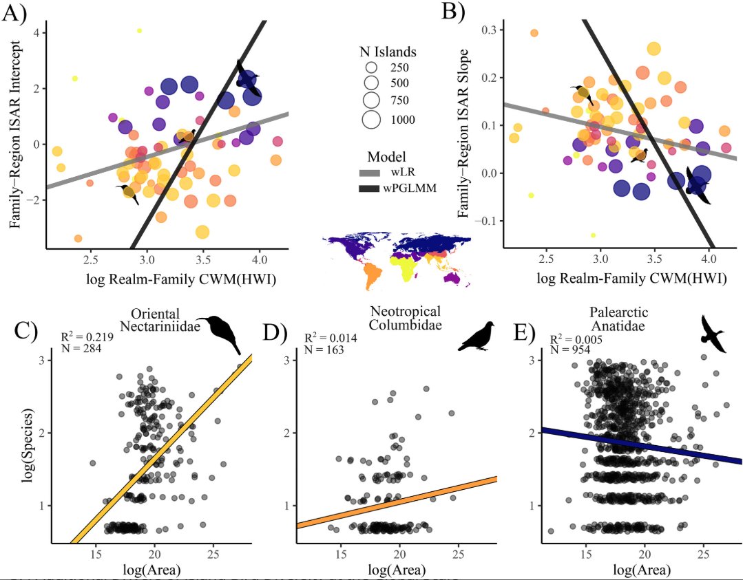 BOU 👩🏻🏫👨🏿🏫🧕🏽👳🏽♂️ 🌈 (@ibis_journal) on Twitter photo Avian Dispersal Ability Shapes Species–Area Relationships on Islands Worldwide | doi.org/10.1111/ele.70… | Ecology Letters | #ornithology Avian Dispersal Ability Shapes Species–Area Relationships on Islands Worldwide | doi.org/10.1111/ele.70… | Ecology Letters | #ornithology