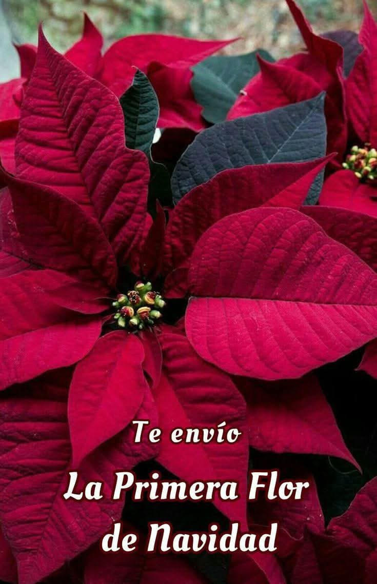 cito_ramon's tweet photo. @Mara59628085 Buenos días 🌞☀️ mi corazón ♥️ https://t.co/xwoIedE57A