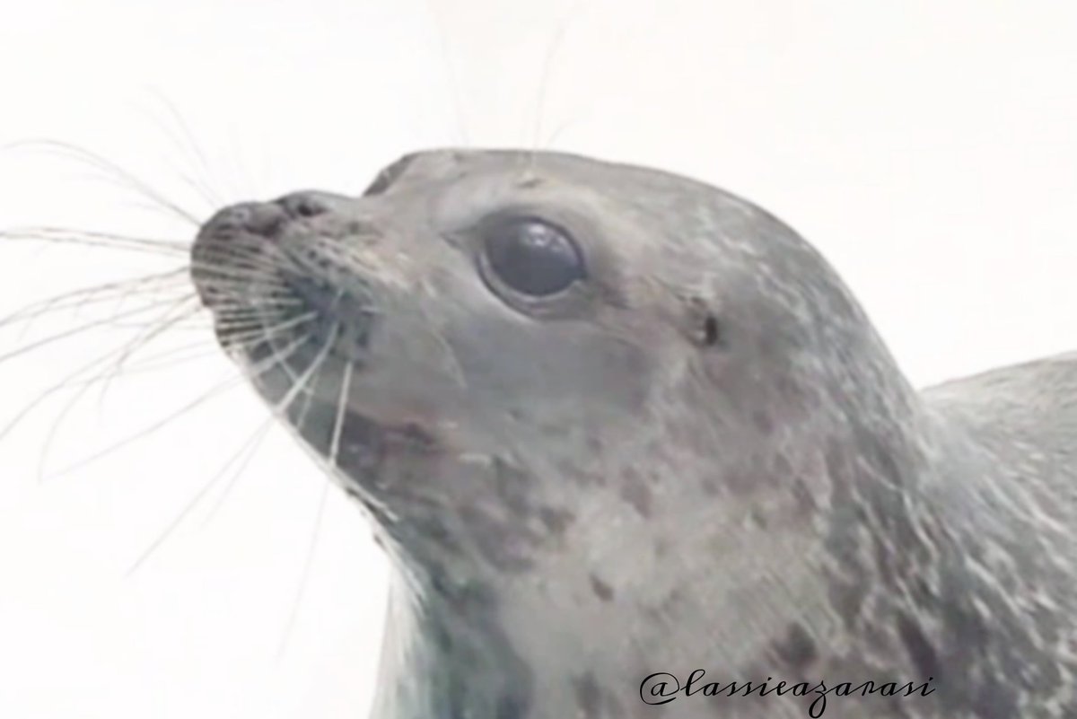 lassie99289125's tweet photo. ユキちゃんのめ優しくて大好き
 #海遊館  #アザラシ  #seal https://t.co/SAzi3vf7hh