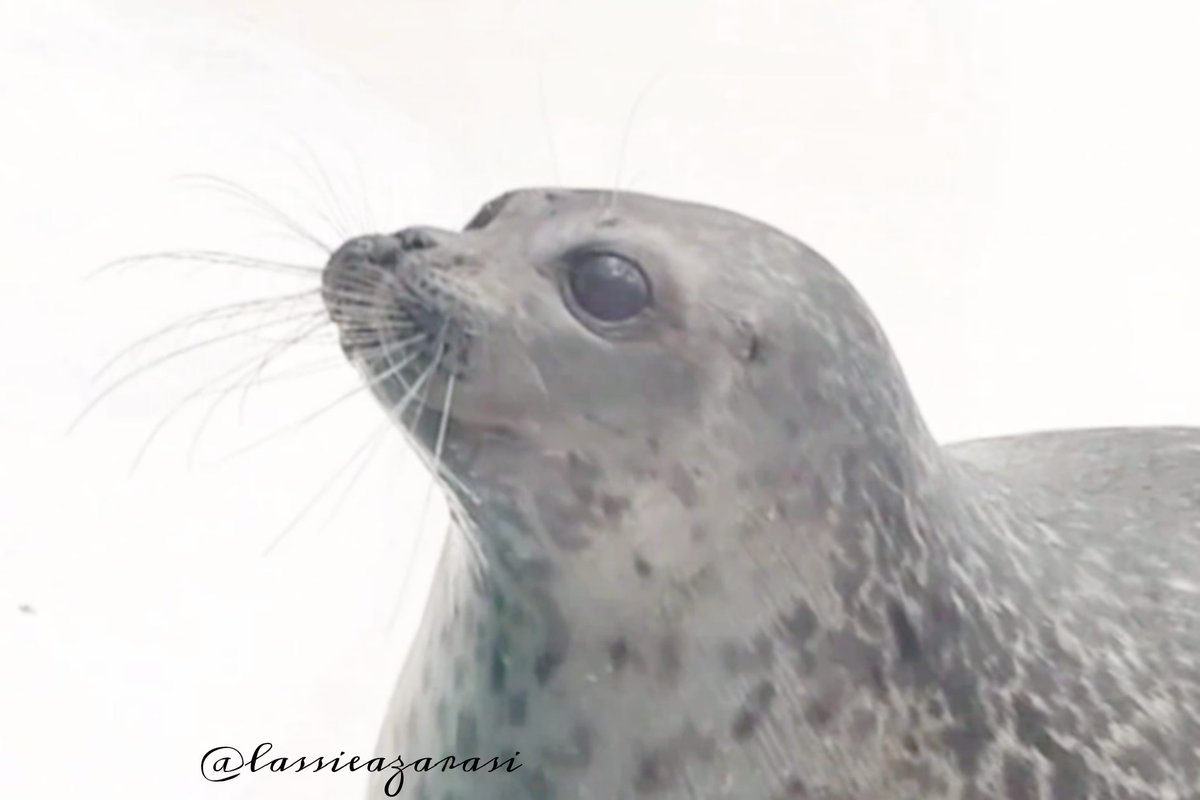 lassie99289125's tweet photo. ユキちゃんのめ優しくて大好き
 #海遊館  #アザラシ  #seal https://t.co/SAzi3vf7hh