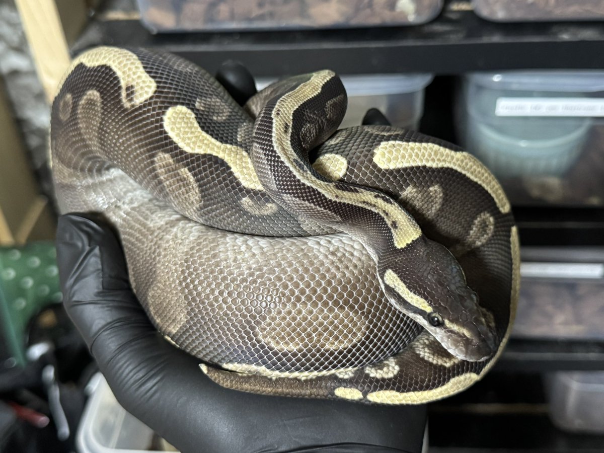 R&M Reptiles tweet media