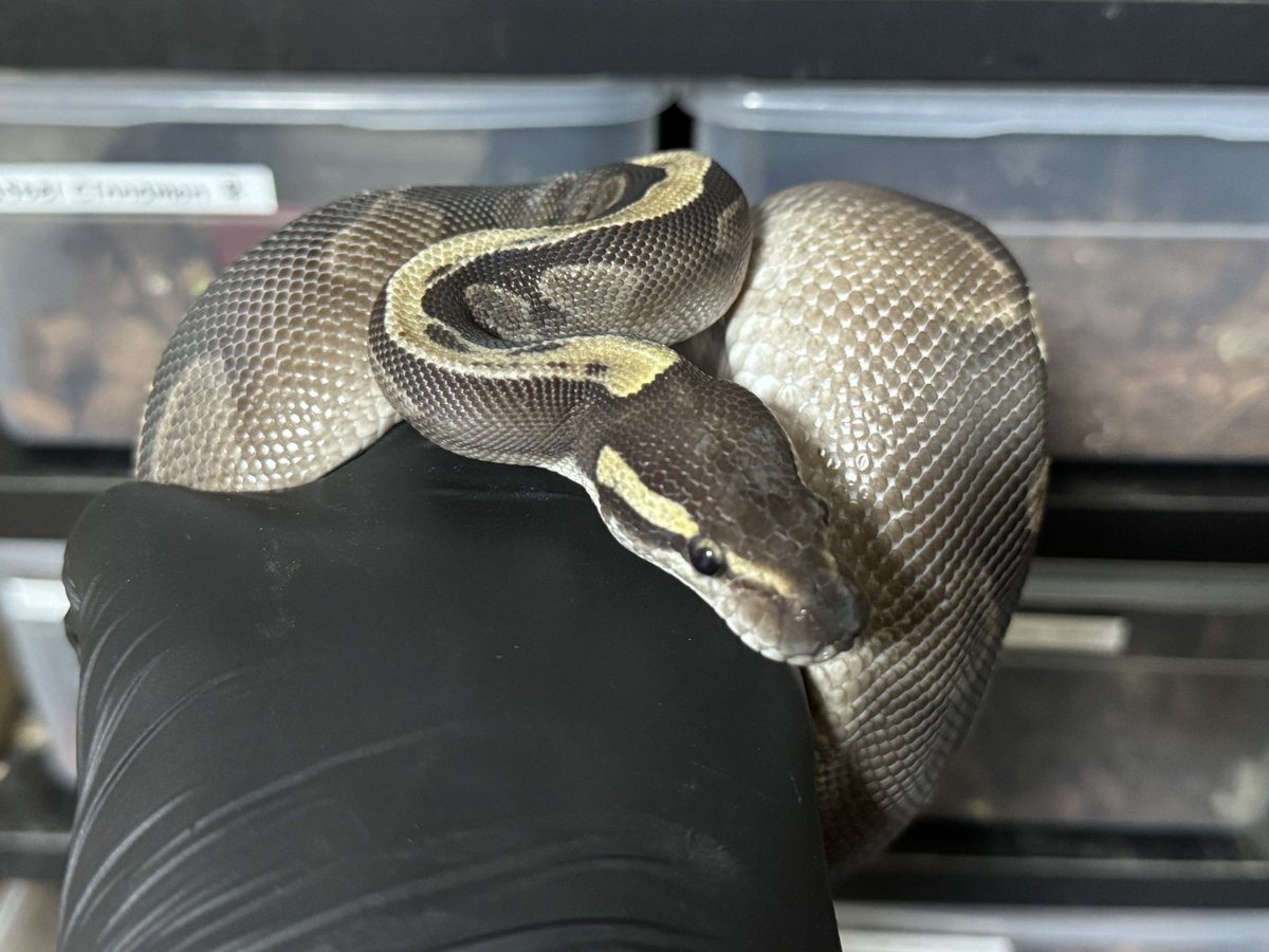 R&M Reptiles tweet media