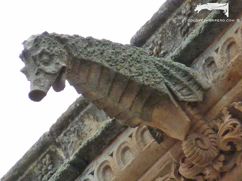 Os dejamos el maravilloso caballito de mar de la Catedral de Salamanca.
¡Buen día, gargoler@s! 🙋‍♀️🙋‍♂️💚

#gargolas #arte #historia #arquitectura